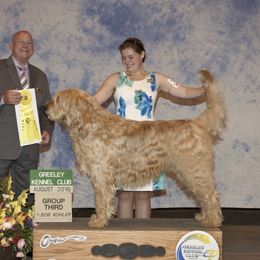Otterhounds from OHeavens Otterhounds
