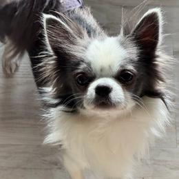 Clyde - Blue and white male Chihuahua puppy in Harrison, Michigan from Cloud9 Chihuahuas