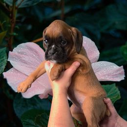 Fawn classic girl - Fawn female Boxer puppy in Red Boiling Springs, Tennessee from Silver Rain