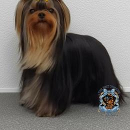 Yorkshire Terrier All Grown Up from The Best Yorkies, by Montbleau