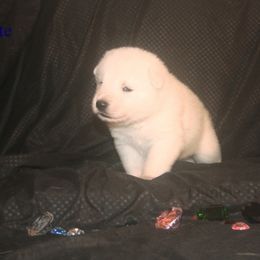 Kyanite -Navy Blue - White male German Shepherd puppy in Grimes County, Texas from Double H German Shepherds