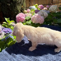 Buttercup - Cream female Dachshund puppy in Visalia, California from DachGraston Dachshunds