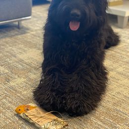 Australian Labradoodles and Goldendoodles from Happy Doodles Town