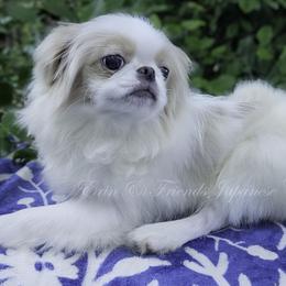 Private - Lemon and white male Japanese Chin puppy in Johnson City, Tennessee from Erin & Friends Japanese Chin