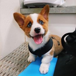 Pembroke Welsh Corgi Puppies from Foxie Moxie Corgis LLC