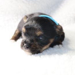 Titan - 1875 - Black and tan male Yorkshire Terrier puppy in Sonora, Kentucky from Maple Hill Miniature Dachshunds