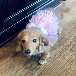 Dachshund Puppies from Meldox