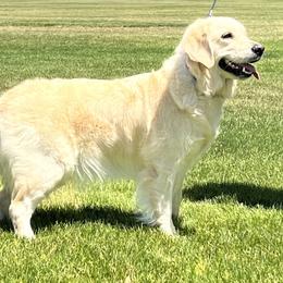 Golden Retriever All Grown Up from Strive Goldens