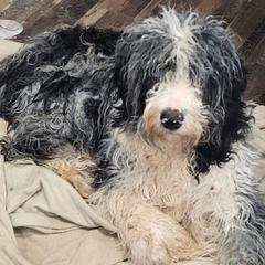 Tuck - Aussiedoodle