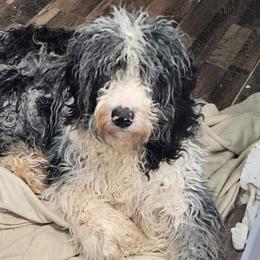 Tuck - Aussiedoodle