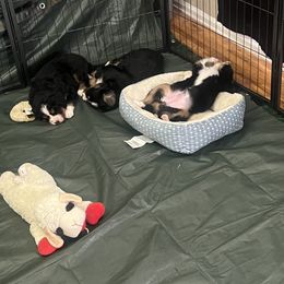 Bernese Mountain Dog Puppies from Bastian Mountain Dogs