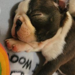 Boston Terrier Puppies from Big Sky Bostons