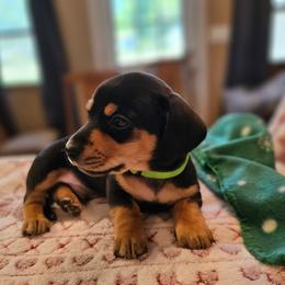 Lt Green - Black and tan male Dachshund puppy in Colony, Kansas from Randal'sDachshunds