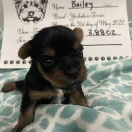 Yorkshire Terrier Puppies from K’s Yorkies