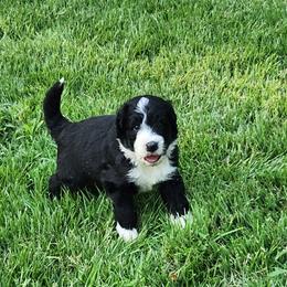 Truman - Black and white male Bernedoodle puppy in Columbia, Missouri from Silver Creek Pups
