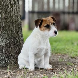 Tilly - Russell Terrier