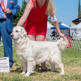 Anastasiya - Golden Retriever