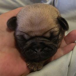 Blue Collar Boy - Fawn male Pug puppy in New Braunfels, Texas from Kex Pug Haus