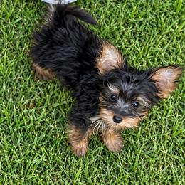 Bruno - Black and tan male Yorkshire Terrier puppy in Navarre, Florida from KAYY services