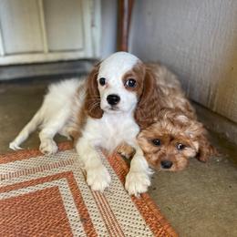 Susie Bleach - Blenheim female Cavapoo puppy in Phoenix, Arizona from Larisa's Cavaliers