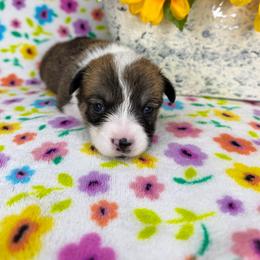 CRYSTAL - Sable female Pembroke Welsh Corgi puppy in Ritzville, Washington from Sapphire Iris Corgis