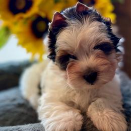 Mochi - Black tan and white male Biewer Terrier puppy in Lathrop, California from Forever Charmed
