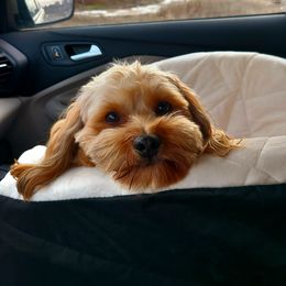 Kip - Havanese