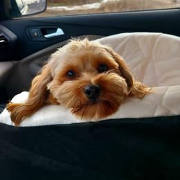 Kip - Havanese