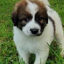 Bernedoodles from Terry Jorgensen's Bernedoodles