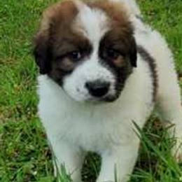 Bernedoodles from Terry Jorgensen's Bernedoodles