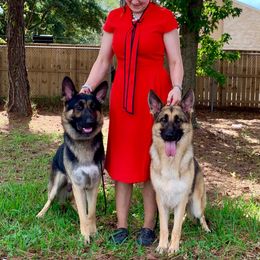 German Shepherds from Shadyrock German Shepherds