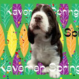 Male Liver Tri-  Spice-red - Liver white and tan male English Springer Spaniel puppy in Pacific, Washington from Kaveman Springers