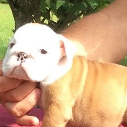 Boston Terriers and Bulldogs from TrintyCrossBulldogs
