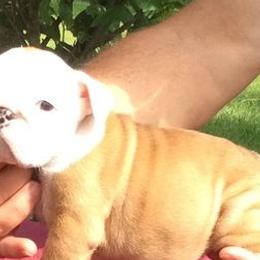 Boston Terriers and Bulldogs from TrintyCrossBulldogs