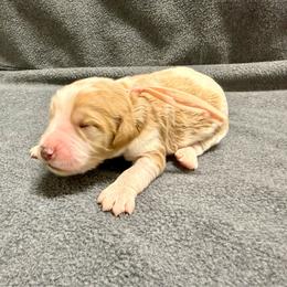 Pink - Parti female Goldendoodle puppy in Celina, Texas from Kennedy Doodles