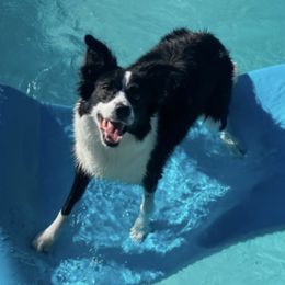 Border Collies from Camp Run A Muck