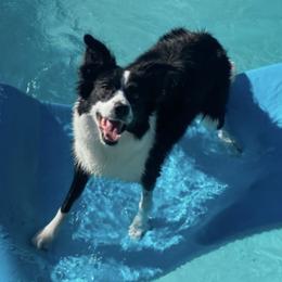 Border Collies from Camp Run A Muck