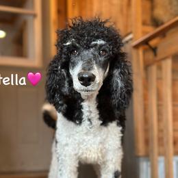 Stella - Poodle