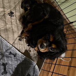 Dixie - Cavalier King Charles Spaniel