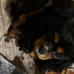 Dixie - Cavalier King Charles Spaniel