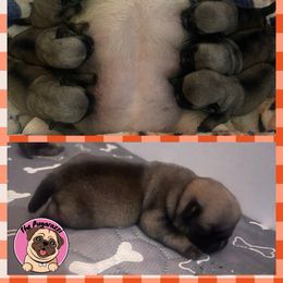 Pug Puppies from The Pugarazzi