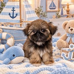 Imperial Ollie - Gold male Shih Tzu puppy in Shawnee, Oklahoma from Black Velvet Shih Tzu