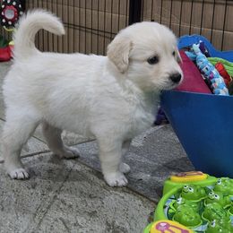 Boy 2: Beluga - Cream Companion Cross puppy in Arlington, Virginia from The Bosun Dog Project