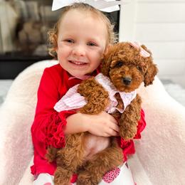 Goldendoodle Puppies from Doodle Squad Puppies