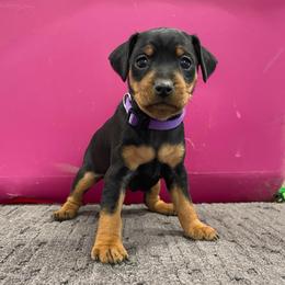 Pixie - Black and rust female Miniature Pinscher puppy in Lancaster, Missouri from White Stone Ranch