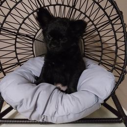 Chihuahua Puppies from Grace & Glory Chihuahuas