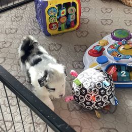 Billy - Blue merle male Miniature American Shepherd puppy in Garysburg, North Carolina from Schaefer's Miniature American Shepherds