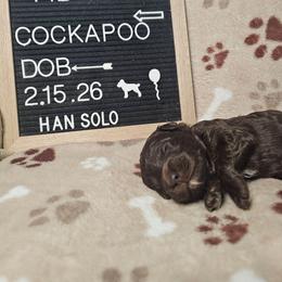 Han Solo - Brown and white male Cockapoo puppy in Fort White, Florida from Jade