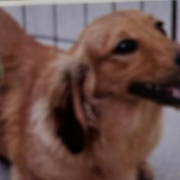 Maggie - Dachshund
