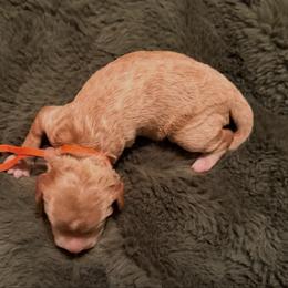 Hermes - Apricot male Goldendoodle puppy in Covington, Louisiana from MyKy Puppies